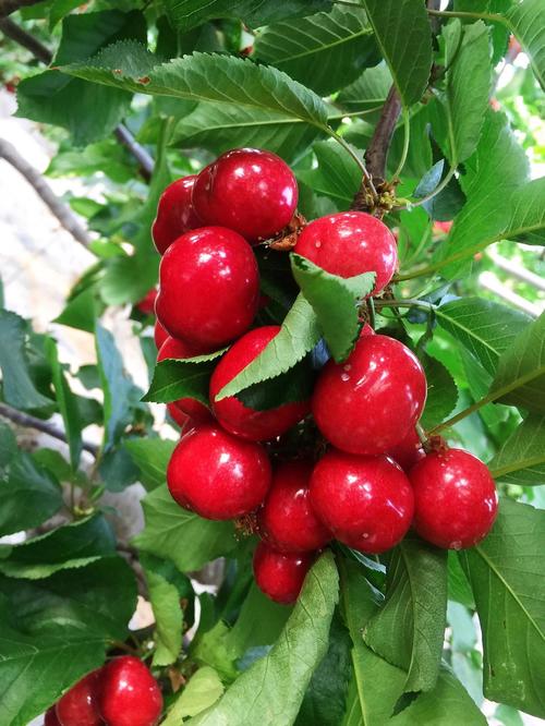 英超彩经：农场主力拼樱桃军